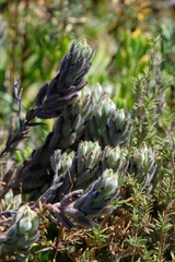 Chloropyron maritimum maritimum
