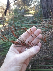 Allocasuarina paradoxa