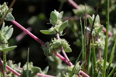 Atriplex watsonii