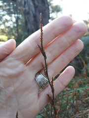 Allocasuarina paradoxa