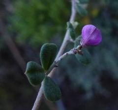 Indigofera sp9