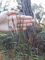 Allocasuarina paradoxa