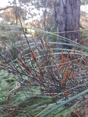 Allocasuarina paradoxa