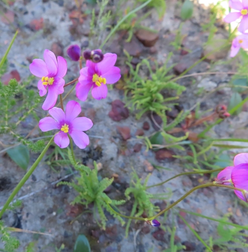 Image of Ixia erubescens by (c) linkie, some rights reserved (CC BY)