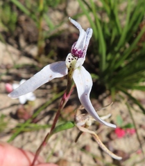 Disa biflora