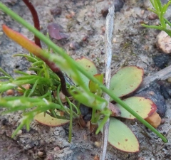 Disa biflora