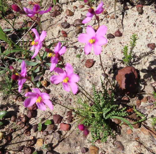 Image of Ixia erubescens by (c) linkie, some rights reserved (CC BY)