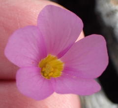 Oxalis dichotoma