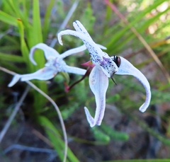 Disa biflora