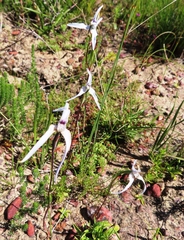 Disa biflora