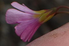 Oxalis dichotoma