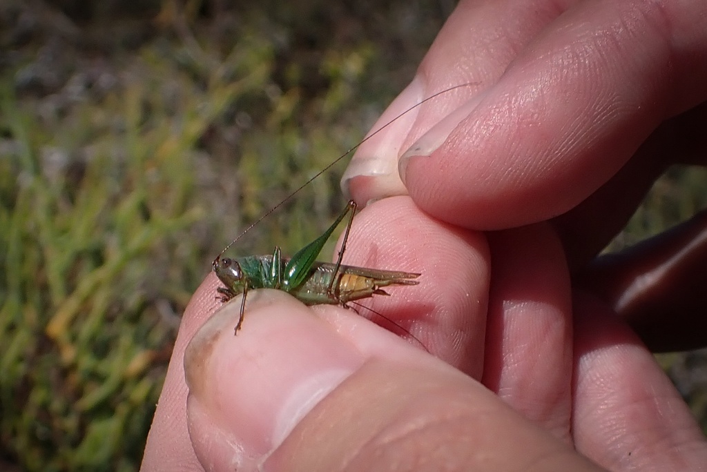 San Diego meadow katydid