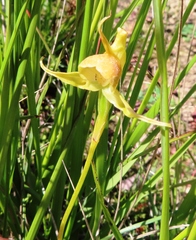 Disperis capensis