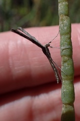 Agdistis americana