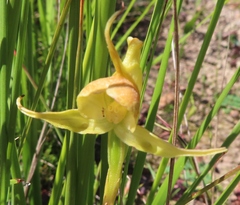 Disperis capensis