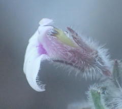 Lobelia ardisiandroides