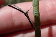 Agdistis americana