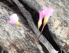 Oxalis dichotoma