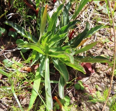 Lichtensteinia trifida