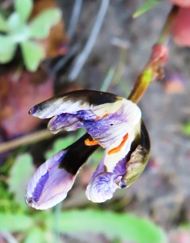 Aristea teretifolia (Aristea teretifolia)