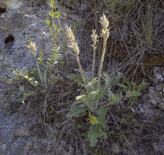 Oxytropis kungurensis