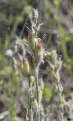Oxytropis kungurensis