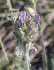 Oxytropis kungurensis