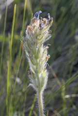 Oxytropis kungurensis