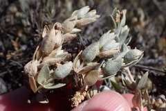 Atriplex watsonii