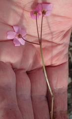 Oxalis dichotoma