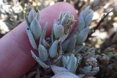 Atriplex watsonii