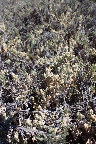 Image of Atriplex watsonii by (c) Madeleine Claire, some rights reserved (CC BY)