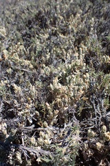 Atriplex watsonii
