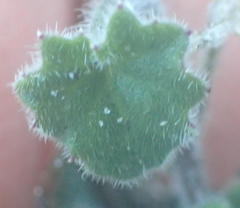 Lobelia ardisiandroides