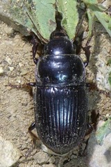 Euryderus grossus
