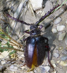 Prionus californicus