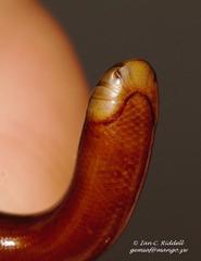 Afrotyphlops mucruso