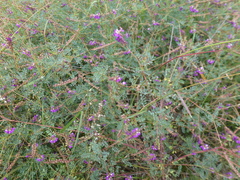 Vicia pulchella