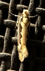 Ornativalva erubescens