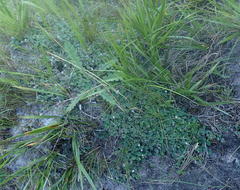 Lobelia ardisiandroides