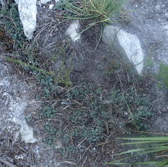 Lobelia ardisiandroides