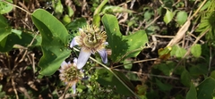 Passiflora bicornis