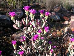 Lampranthus hoerleinianus