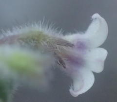 Lobelia ardisiandroides
