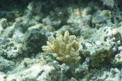 Hydnophora rigida image