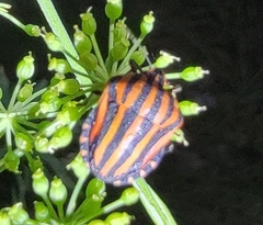 Graphosoma rubrolineatum