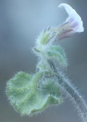 Lobelia ardisiandroides