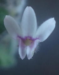 Lobelia ardisiandroides