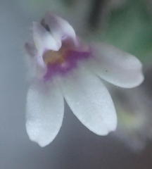 Lobelia ardisiandroides