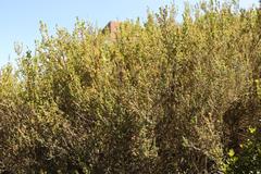 Erica arenaria